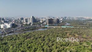 PD0024 - Mangroves in Mumbai near Bandra and Mahim bay