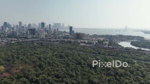 PD0022 - Mangroves in Mumbai near Bandra and Mahim bay