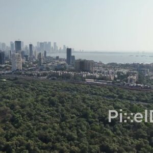 PD0022 - Mangroves in Mumbai near Bandra and Mahim bay