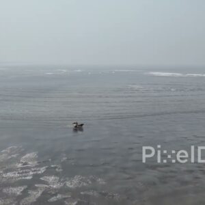 PD0516 - Horse and Cart Ride on a Hazy Beach at Low Tide