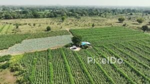 PD0620 - Cultivated Farmland with Neat Rows of Green Crops