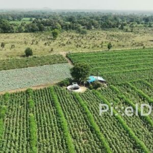 PD0620 - Cultivated Farmland with Neat Rows of Green Crops