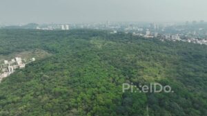 PD0594 - The Green Lungs of a City: A Vast Forest Overlooking a Metropolis