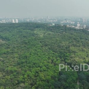 PD0594 - The Green Lungs of a City: A Vast Forest Overlooking a Metropolis