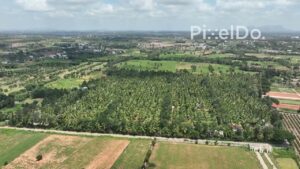 PD0127 - Aerial View of a Vast Coconut Plantation in the Indian Countryside