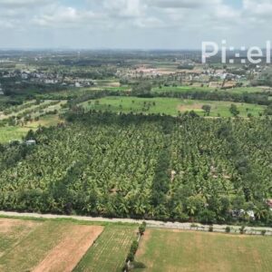 PD0127 - Aerial View of a Vast Coconut Plantation in the Indian Countryside
