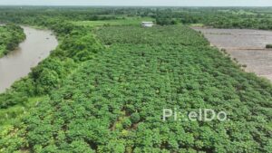 PD0405 - Aerial View of Papaya and Banana Plantations Along a River in Rural India