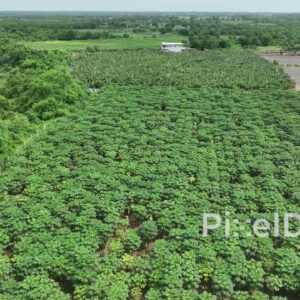 PD0405 - Aerial View of Papaya and Banana Plantations Along a River in Rural India