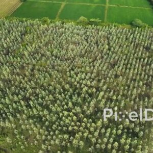 PD0402 - Aerial Top-Down View of a Dense Tree Plantation in the Indian Countryside