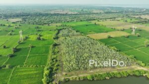 PD0401 - Aerial View of a Tree Plantation Surrounded by Green Farmland in Rural India