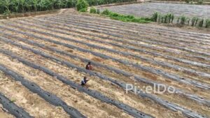 PD0408 - Farmers Planting Saplings in a Field with Plastic Mulch