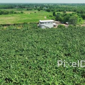 PD0406 - Aerial View of a Lush Green Banana Plantation in the Indian Countryside