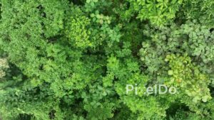 PD0767 - Top-Down Aerial View of a Lush Forest Canopy