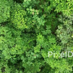 PD0767 - Top-Down Aerial View of a Lush Forest Canopy