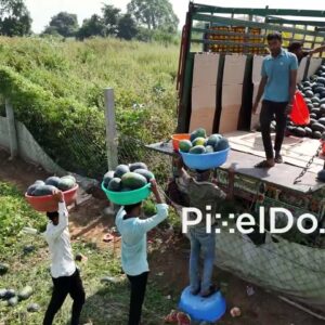 PD0817 - Aerial View of Farmers Loading Watermelons onto a Truck