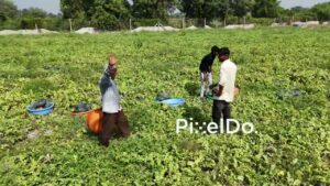 PD0816 - Aerial View of Farmers Loading Harvested Watermelons onto Truck