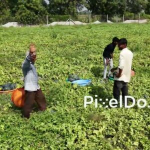 PD0816 - Aerial View of Farmers Loading Harvested Watermelons onto Truck