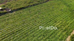 PD0814 - High-Angle Aerial View of Farmers Harvesting Watermelons