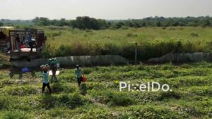 PD0813 - Aerial Shot of Farmers Loading Watermelon Harvest onto a Truck
