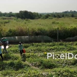 PD0813 - Aerial Shot of Farmers Loading Watermelon Harvest onto a Truck