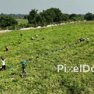 PD0812 - Aerial View of Farm Workers Harvesting Watermelons