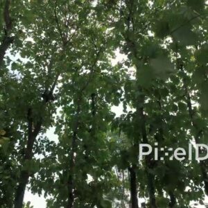 PD0808 - Low-Angle Pan Through a Lush Forest