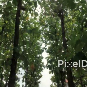 PD0807 - Low-Angle View Tracking Through a Lush Green Forest