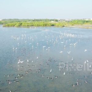 PD0972 - Aerial Drone Captures a Massive Flock of Birds Taking Flight