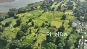 PD1023 - Aerial Flight Over Lush Green Paddy Fields and Riverbank