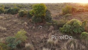 PD1197 - Aerial Drone Shot of Nilgai (Blue Bull) in Savanna at Sunset
