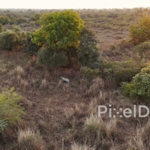 PD1197 - Aerial Drone Shot of Nilgai (Blue Bull) in Savanna at Sunset