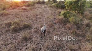 PD1199 - Aerial Drone Following Nilgai (Blue Bull) Antelope at Sunset
