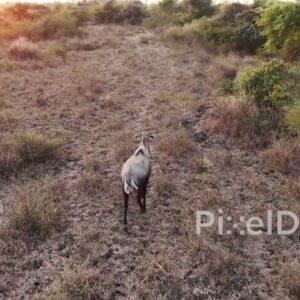 PD1199 - Aerial Drone Following Nilgai (Blue Bull) Antelope at Sunset