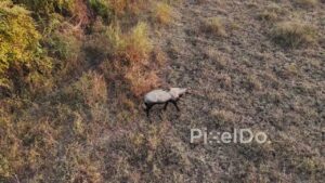PD1198 - Aerial Drone Tracking Nilgai (Blue Bull) in Dry Grassland