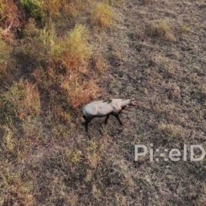 PD1198 - Aerial Drone Tracking Nilgai (Blue Bull) in Dry Grassland