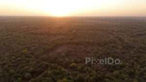 PD1196 - Aerial Drone Flight Over Dense Forest at Golden Hour Sunset