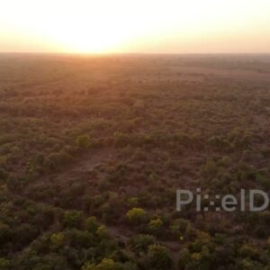 PD1196 - Aerial Drone Flight Over Dense Forest at Golden Hour Sunset