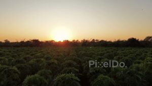 PD1195 - Aerial Drone Flight Over Papaya Plantation at Sunset