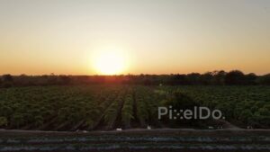 PD1194 - Aerial Drone Pan of Lush Agricultural Farm at Sunset