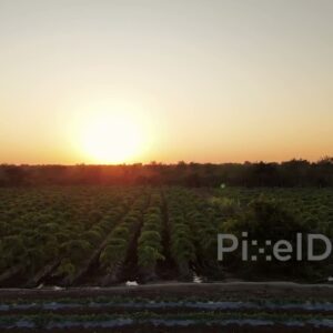 PD1194 - Aerial Drone Pan of Lush Agricultural Farm at Sunset