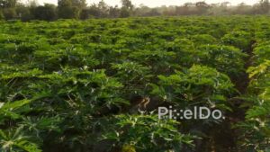 PD1205 - Panoramic View of Vibrant Papaya Plantation at Golden Hour