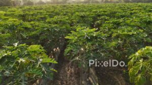 PD1204 - Lush Green Papaya Field with Modern Irrigation System at Sunrise