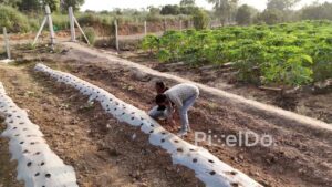 PD1202 - Farmers Inspecting Plastic Mulch Beds in a Lush Papaya Field